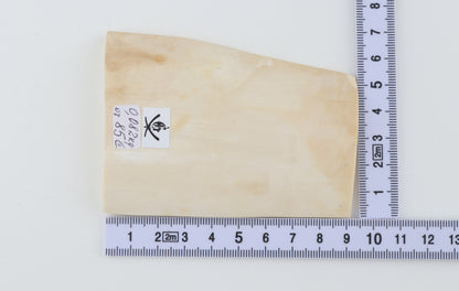 White mammoth ivory segment