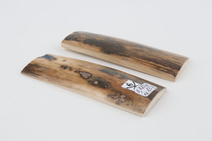 Natural mammoth bark scales