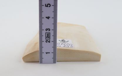 White mammoth ivory segment