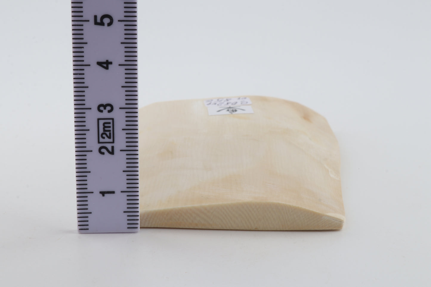 White mammoth ivory segment
