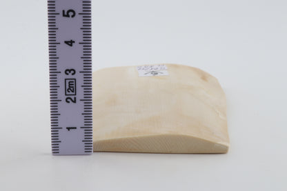 White mammoth ivory segment