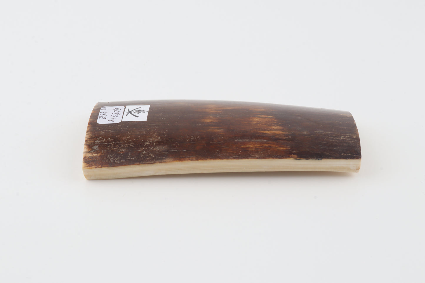 Brown mammoth bark