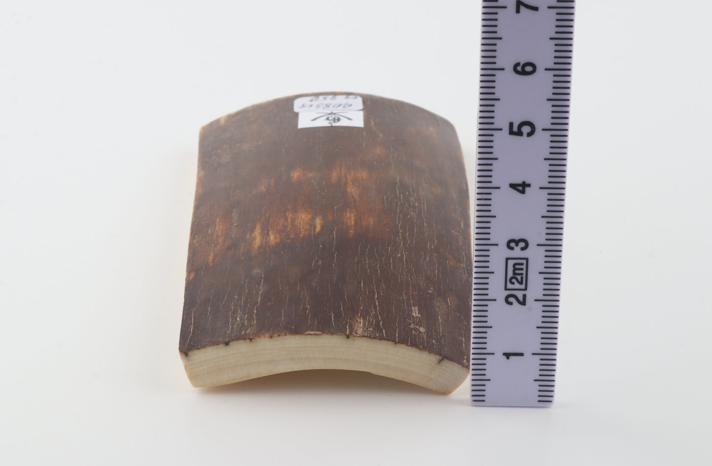 Brown mammoth bark