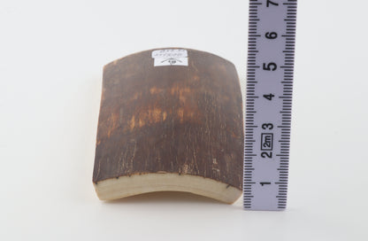 Brown mammoth bark