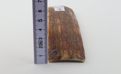 Caramel woolly mammoth bark