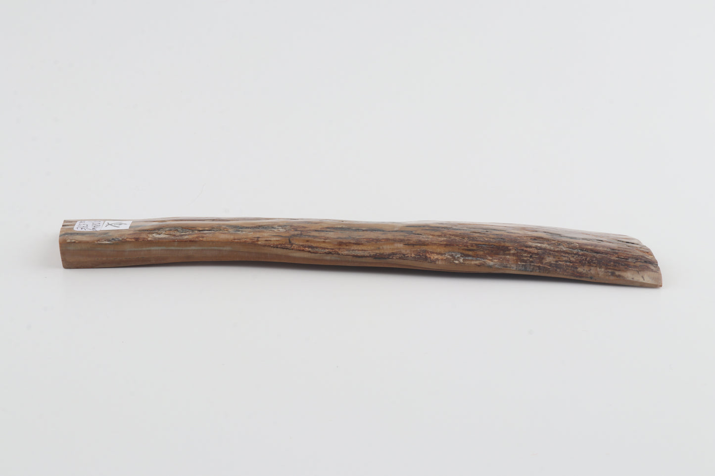 Brown-creme mammoth bark