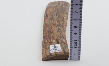 Brown-creme mammoth bark