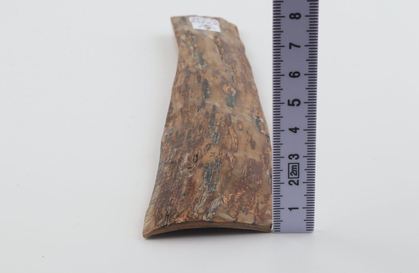 Brown-creme mammoth bark
