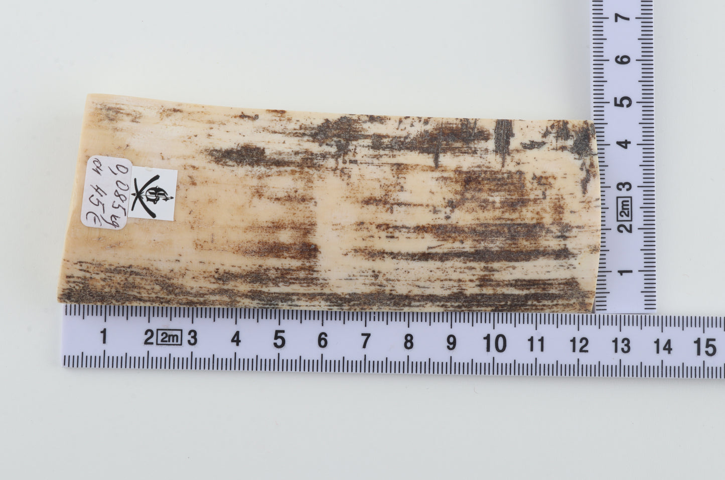 White-grey mammoth bark