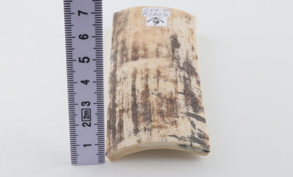 White-grey mammoth bark