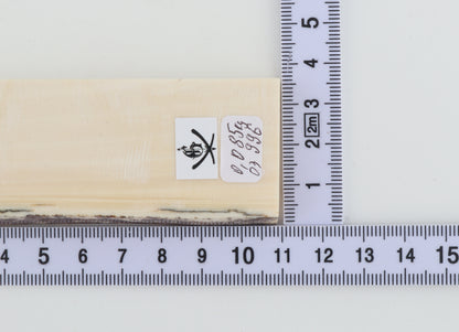 White mammoth ivory segment