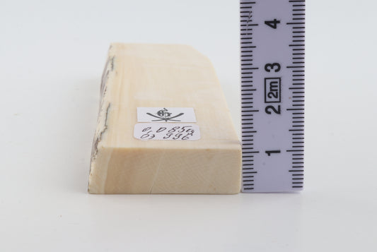 White mammoth ivory segment