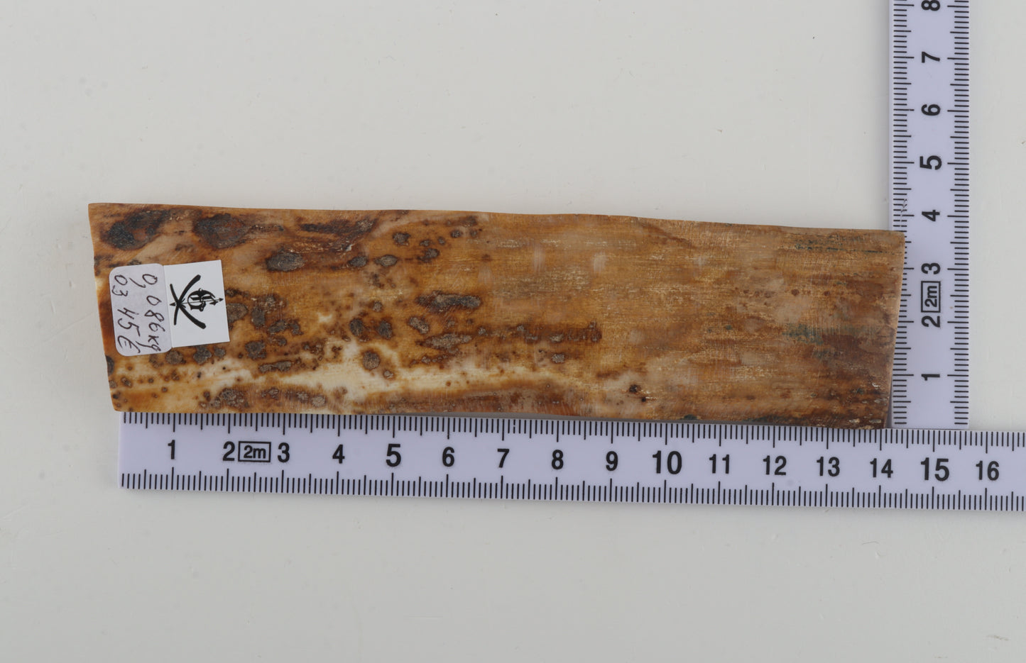 Beige mammoth bark
