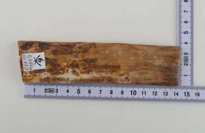 Beige mammoth bark