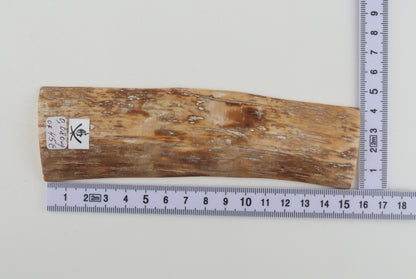 Beige-orange mammoth bark