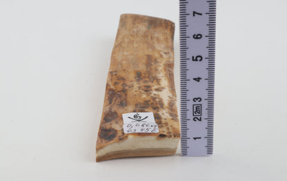Beige mammoth bark