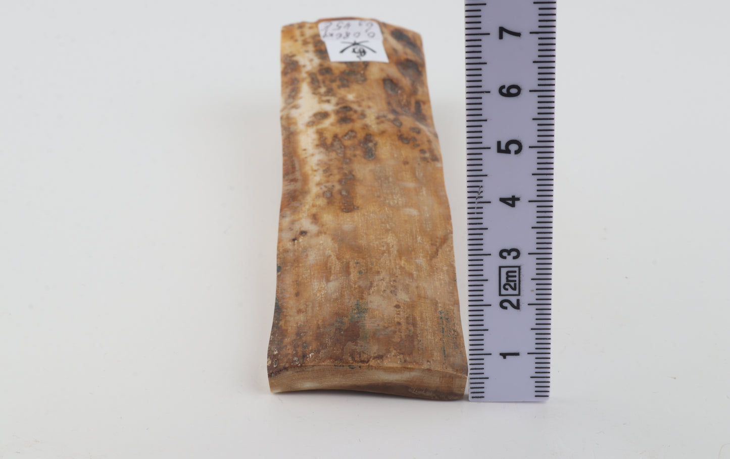 Beige mammoth bark