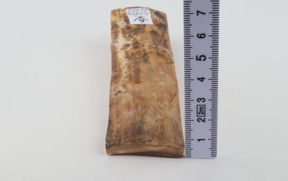 Beige mammoth bark