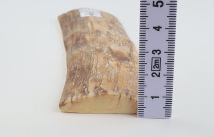 Beige-orange mammoth bark