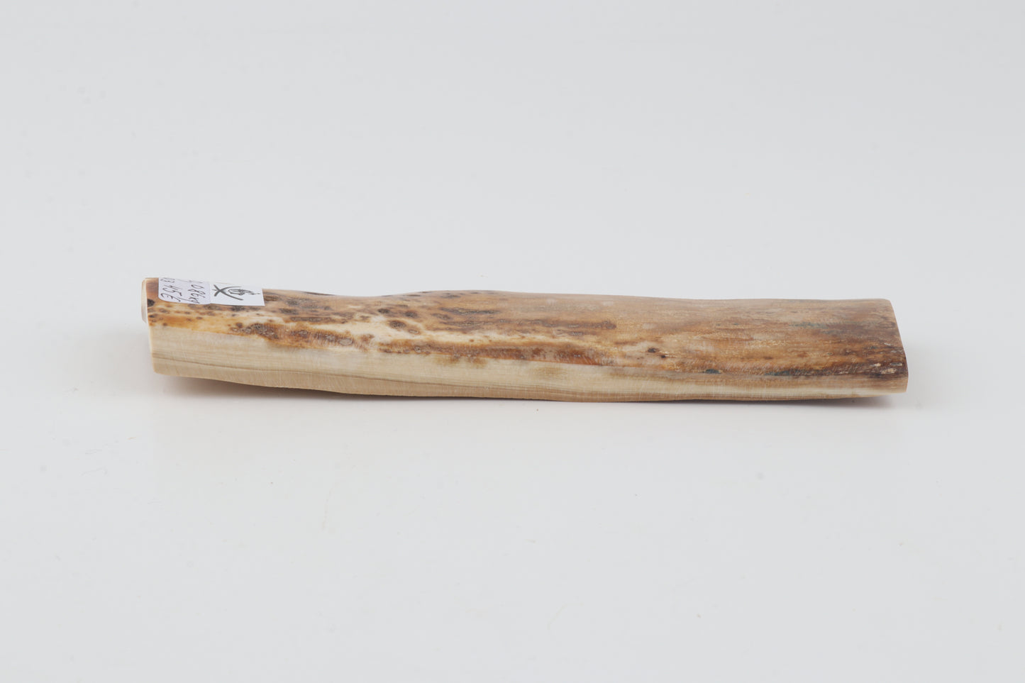 Beige mammoth bark