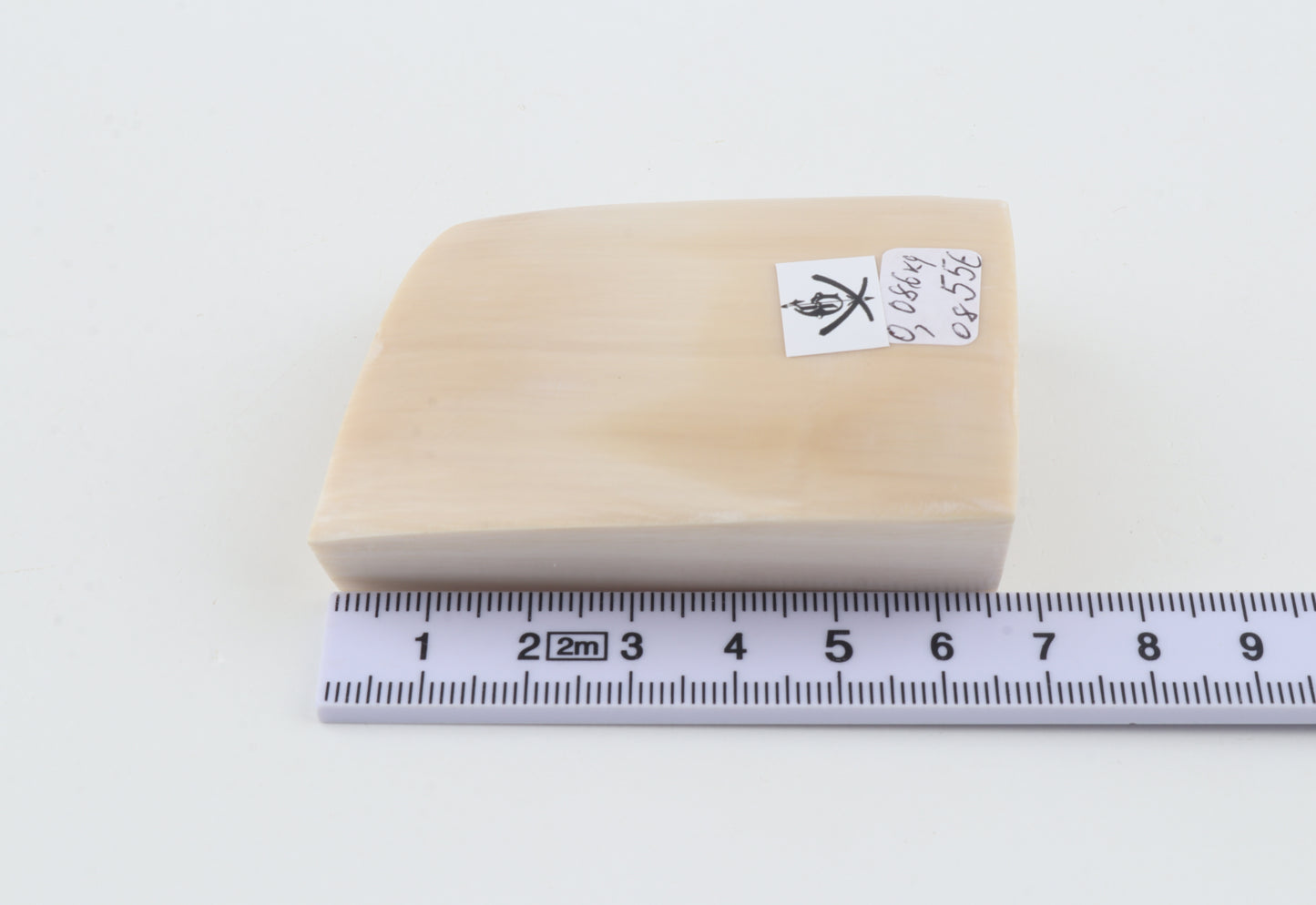 White mammoth ivory segment