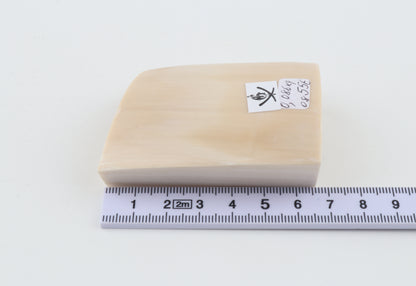 White mammoth ivory segment