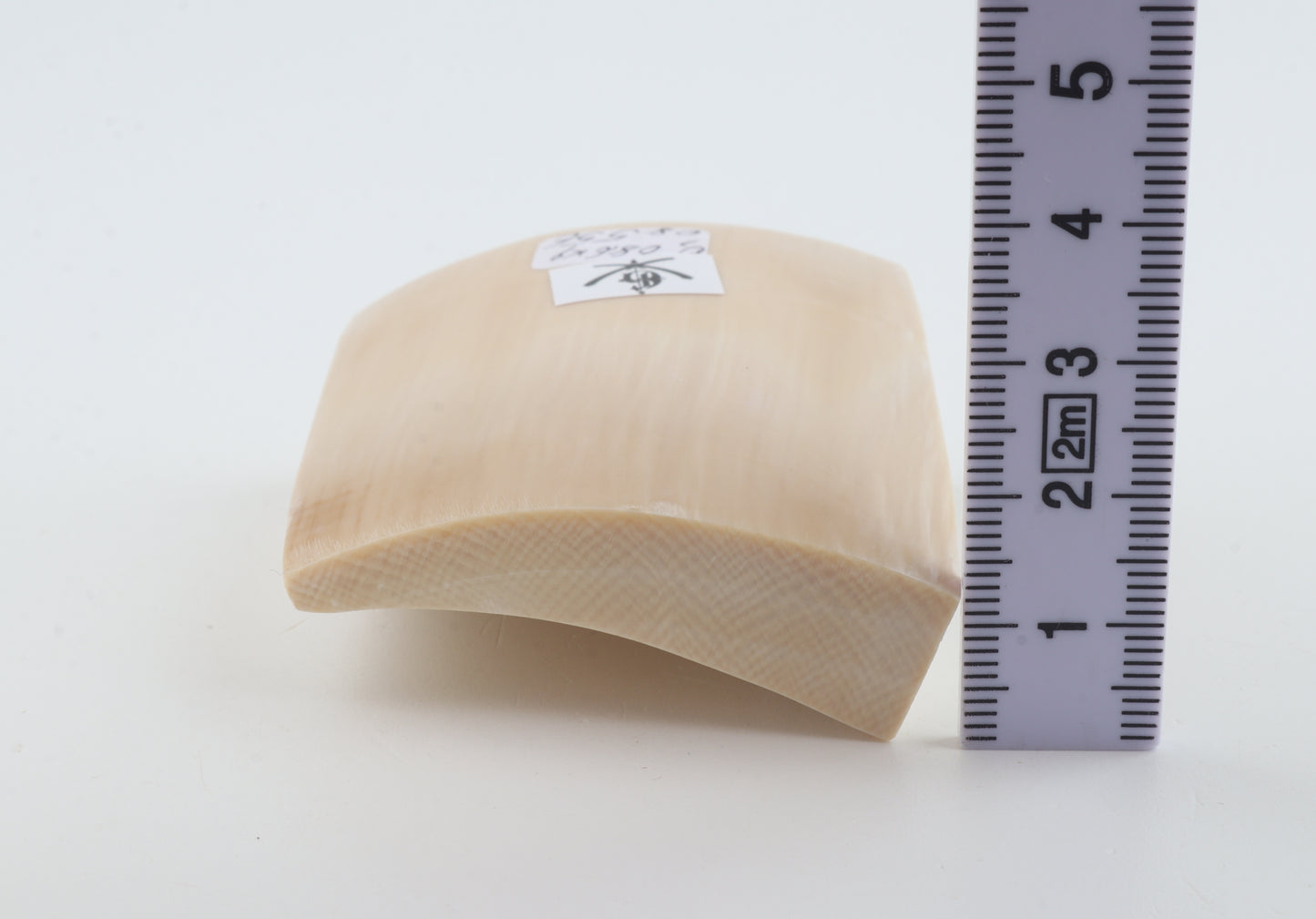 White mammoth ivory segment