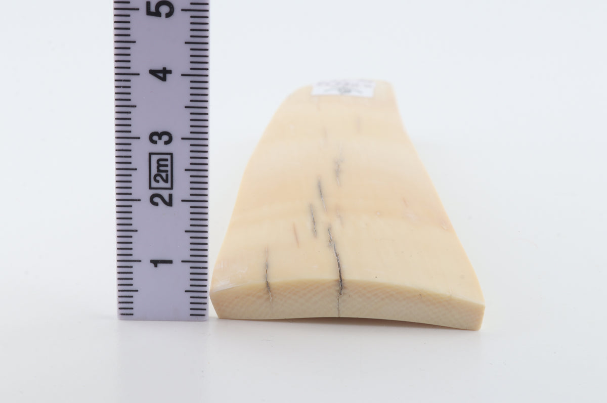 Natural mammoth ivory piece