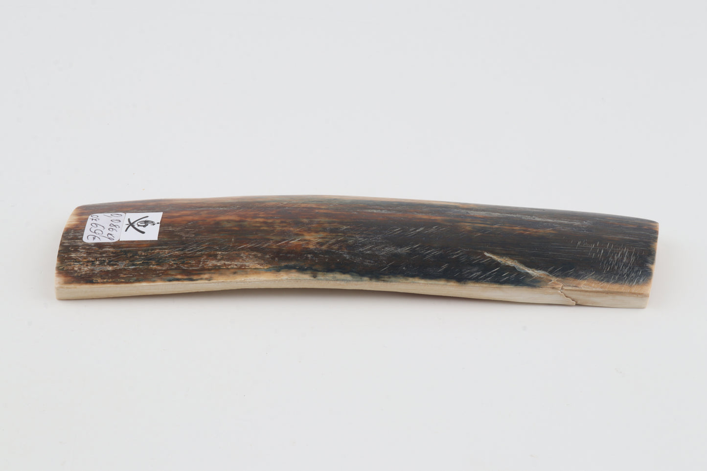 Brown-blue mammoth bark
