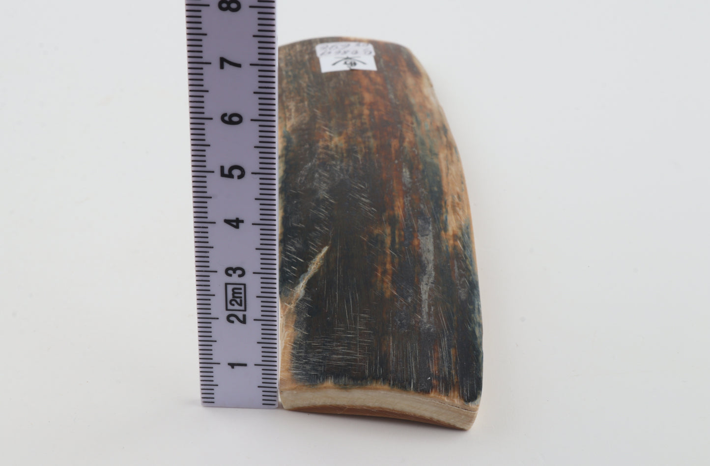 Brown-blue mammoth bark