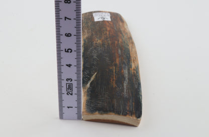 Brown-blue mammoth bark