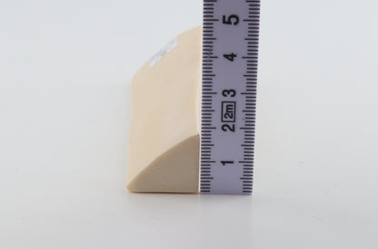 White mammoth ivory segment