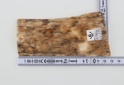 Beige mammoth bark