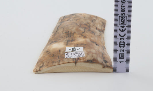 Beige mammoth bark