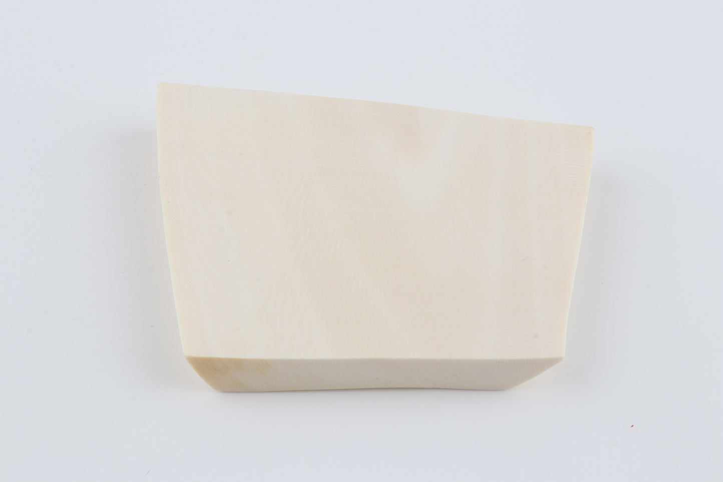 White mammoth ivory segment