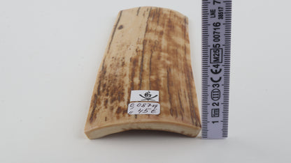 Beige-orange mammoth bark