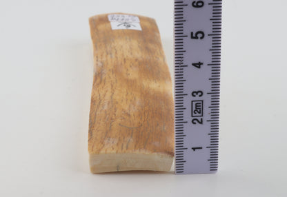 Yellow-orange mammoth bark