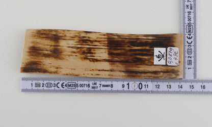 Brown-beige mammoth bark