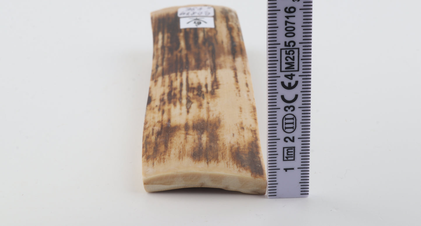 Brown-beige mammoth bark