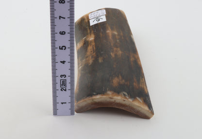 Brown woolly mammoth bark