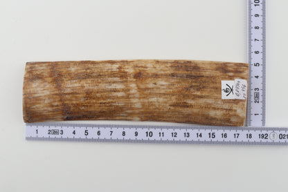 Golden-brown mammoth bark