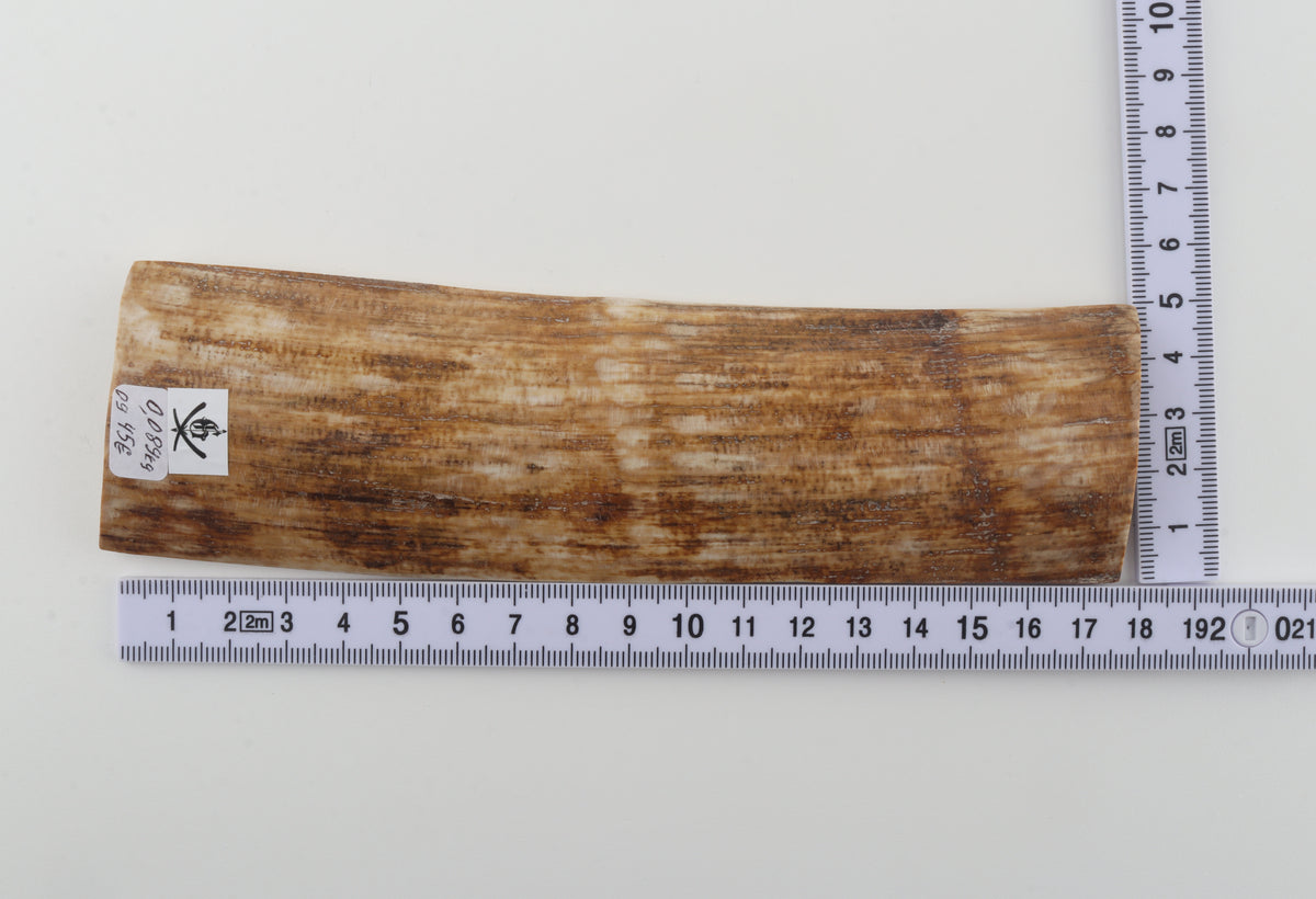 Golden-brown mammoth bark