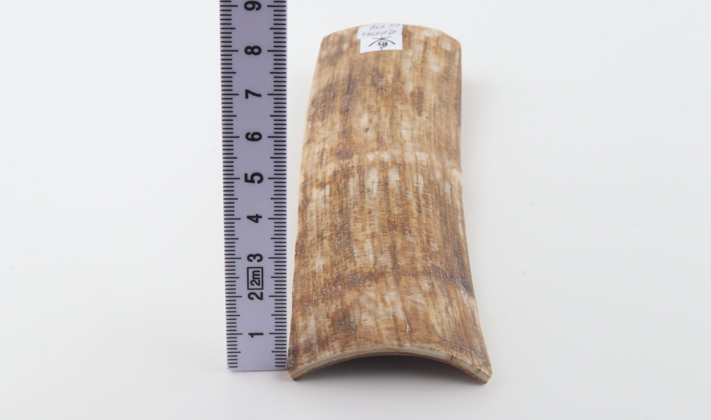 Golden-brown mammoth bark