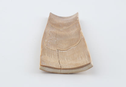 Golden-brown mammoth bark