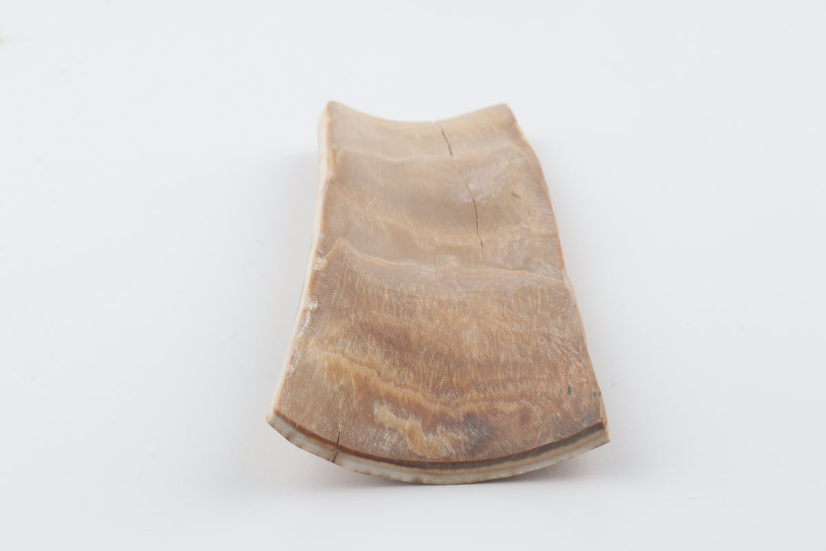 Golden-brown mammoth bark