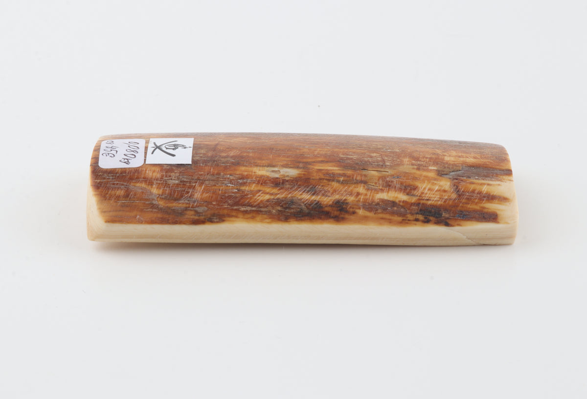 Caramel-brown mammoth bark