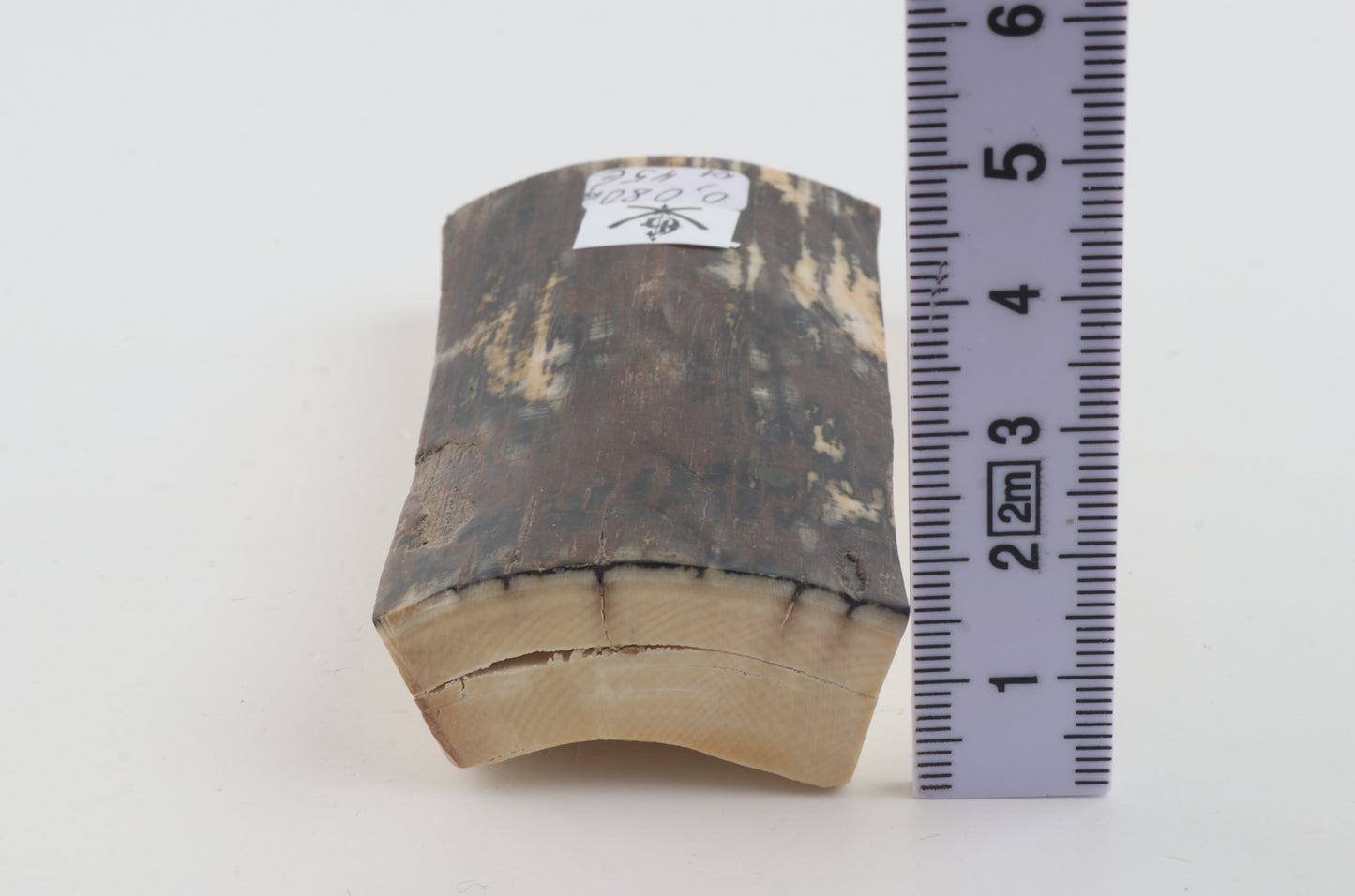 Brown-bluemammoth bark