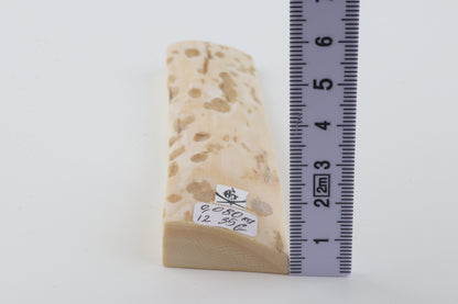 Beige-white mammoth bark