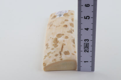 Beige-white mammoth bark