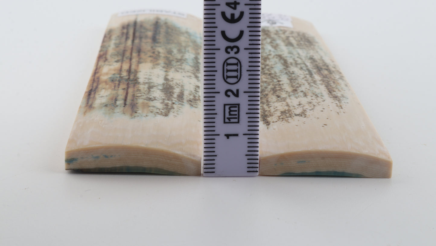 Stabilized mammoth bark scales